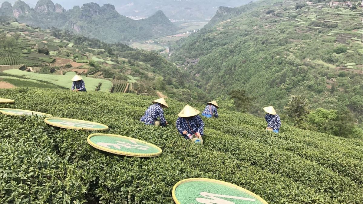 tea garden in Xinchang tea garden in Xinchang